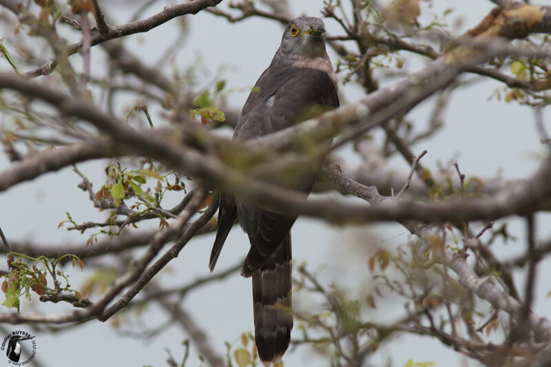 Common Hawk-Cuckooadult, identification, habitat