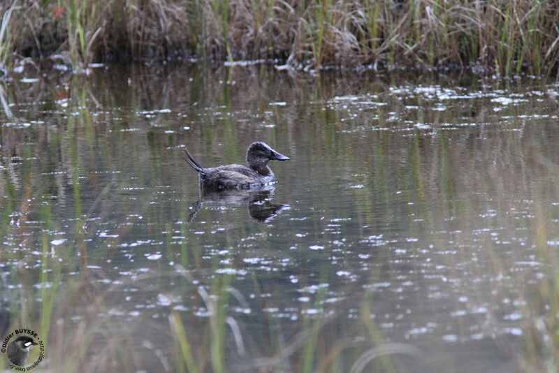 Andean Duck female adult, identification