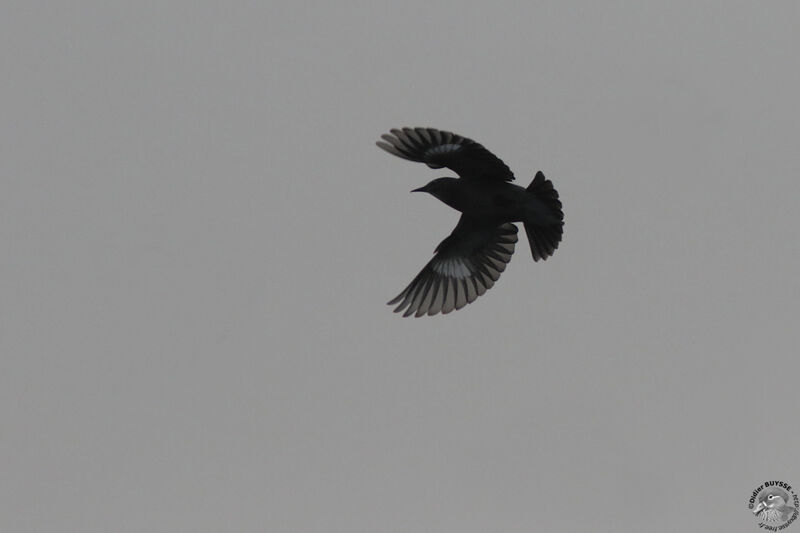Red-billed Starling, Flight
