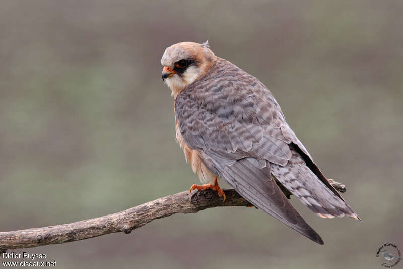 Red-footed Falcon female adult breeding, identification