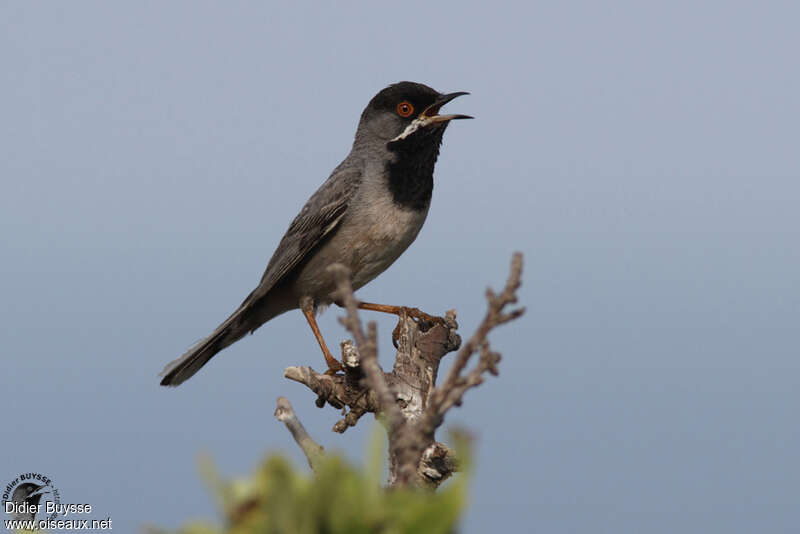 Rüppell's Warbler male adult breeding, song