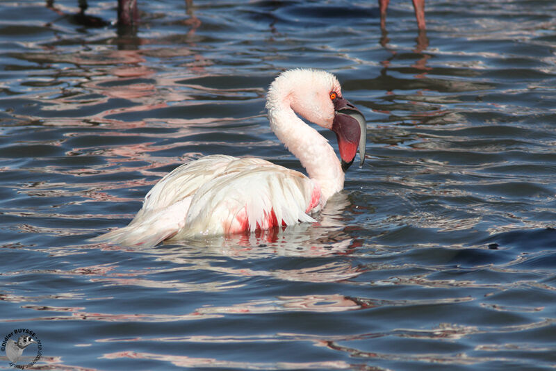 Lesser Flamingoadult, identification, Behaviour