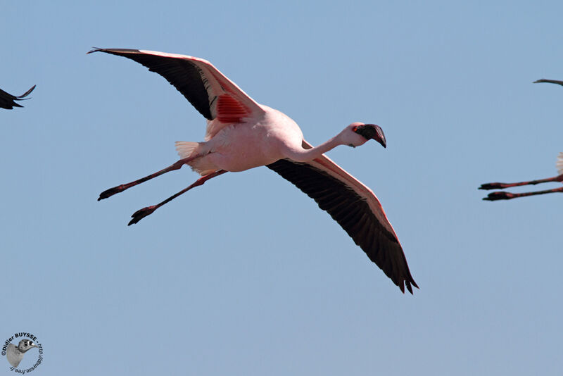 Lesser Flamingoadult, Flight