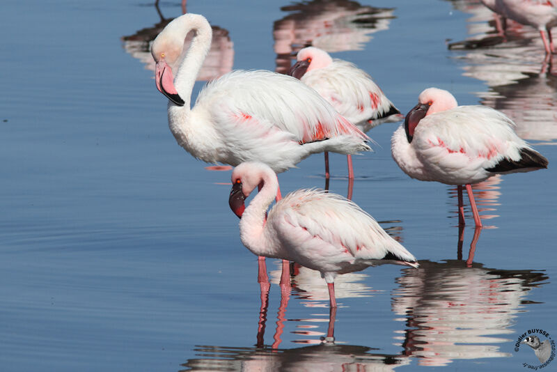 Greater Flamingoadult, identification, Behaviour