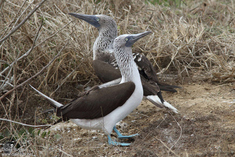Blue-footed Boobyadult breeding, pigmentation, courting display, Behaviour