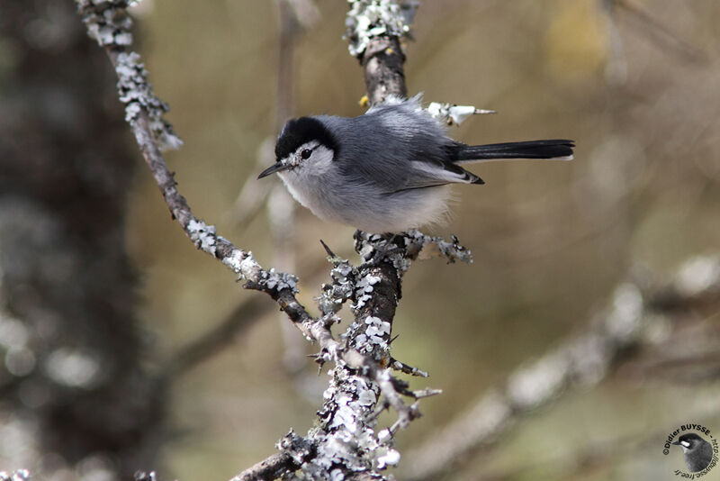 White-browed Gnatcatcher male adult, identification