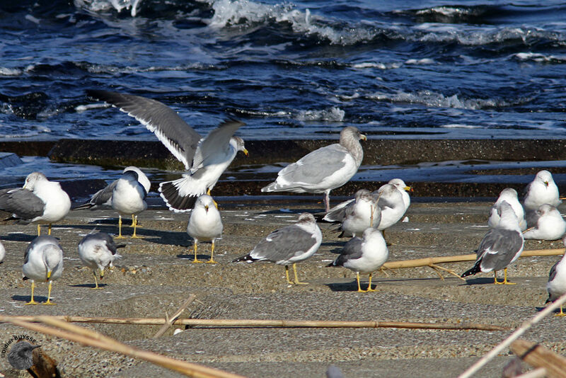 Glaucous-winged Gull, identification