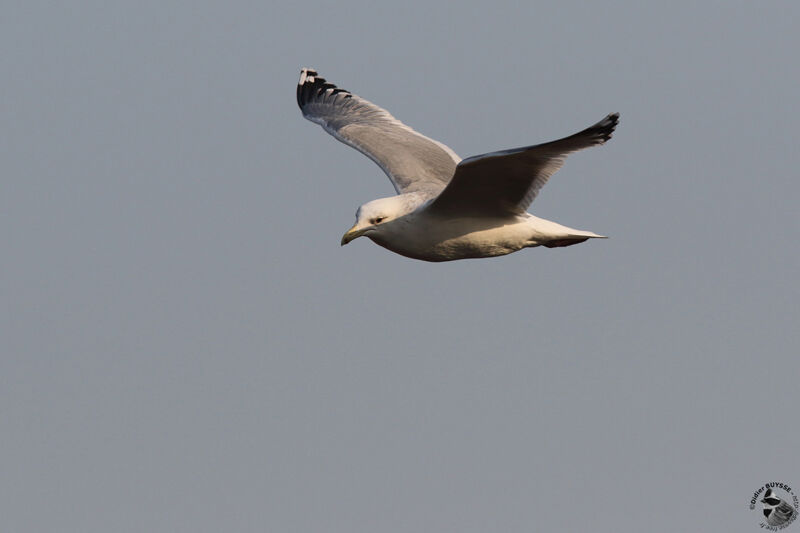 Vega Gull, Flight