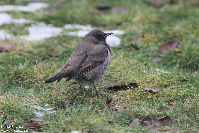 Black-throated Thrush male First year, identification