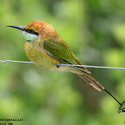 Asian Green Bee-eater