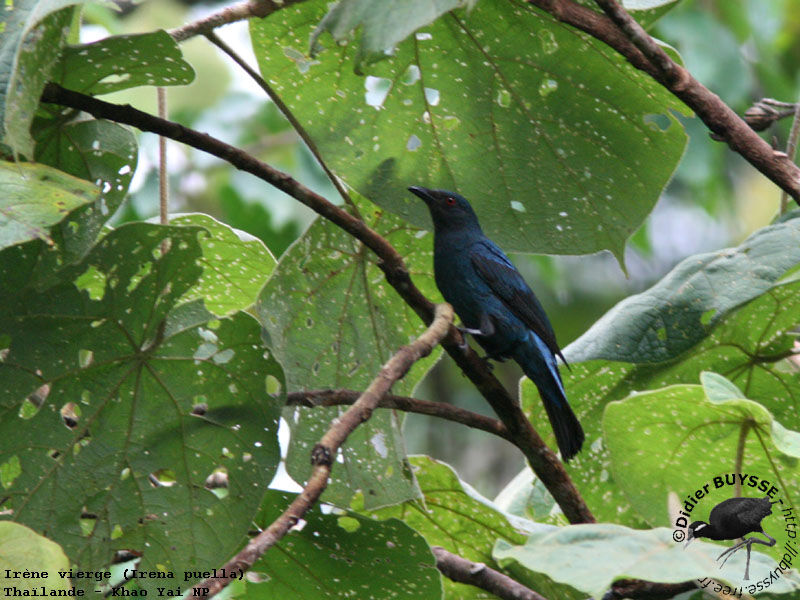Asian Fairy-bluebird female adult breeding
