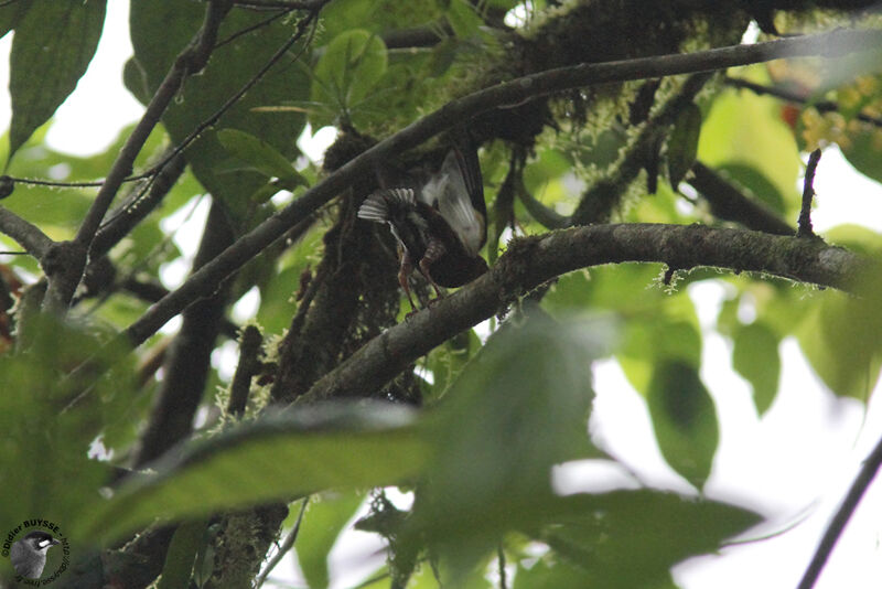 Manakin à ailes blanches mâle adulte, identification, Comportement