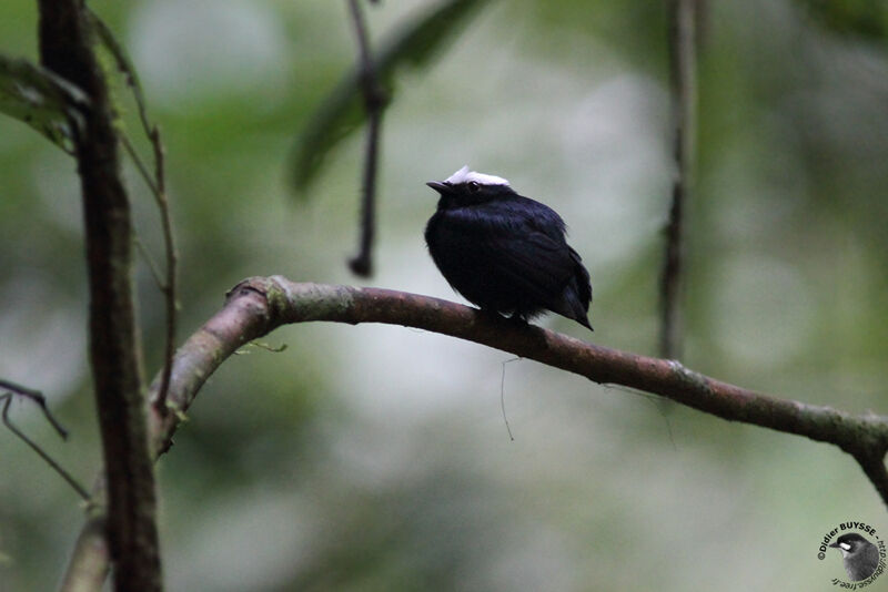White-crowned Manakin male adult, identification