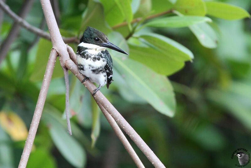 Green Kingfisher female adult, identification