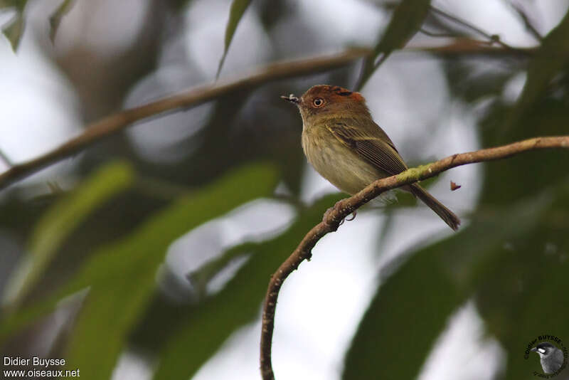 Scale-crested Pygmy Tyrantadult, identification
