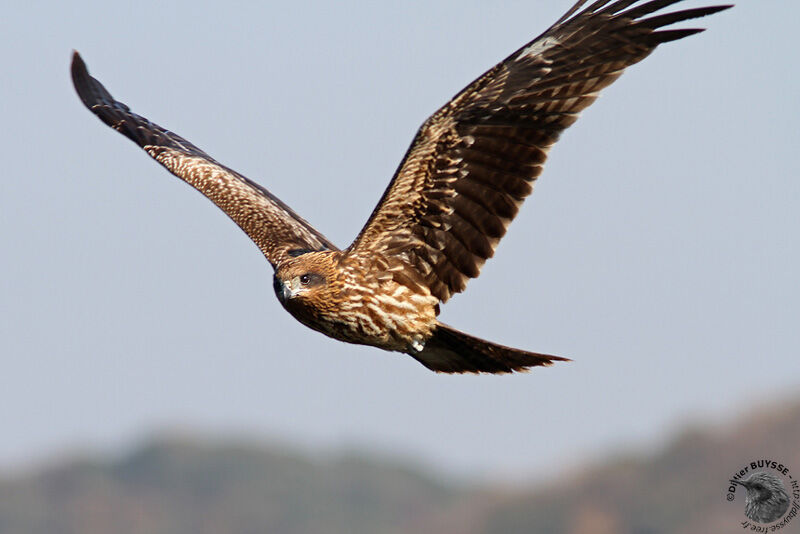 Black Kite (lineatus), Flight