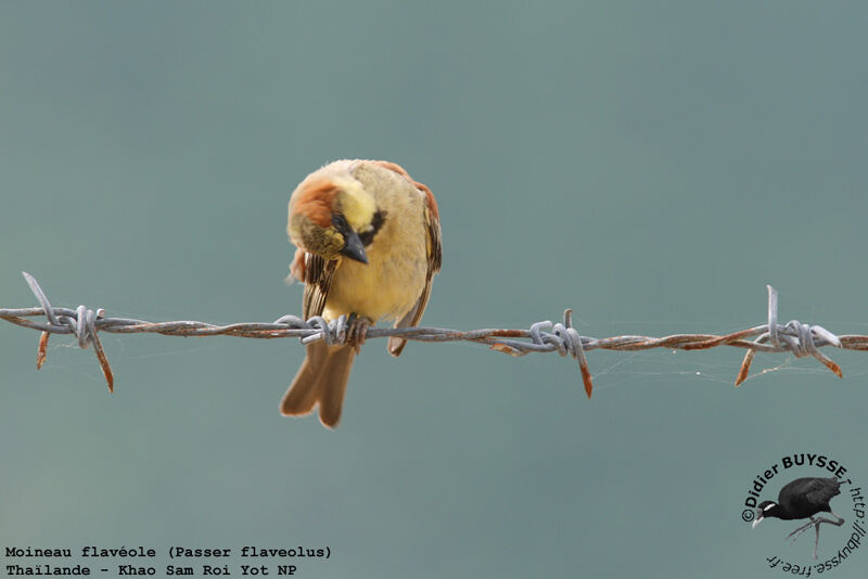 Plain-backed Sparrow male adult breeding