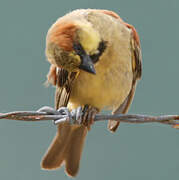 Plain-backed Sparrow