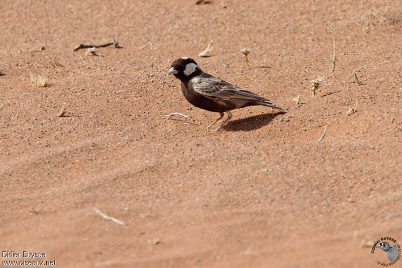 Grey-backed Sparrow-Lark male adult, habitat, pigmentation