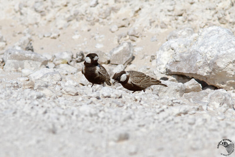 Grey-backed Sparrow-Lark male adult, identification