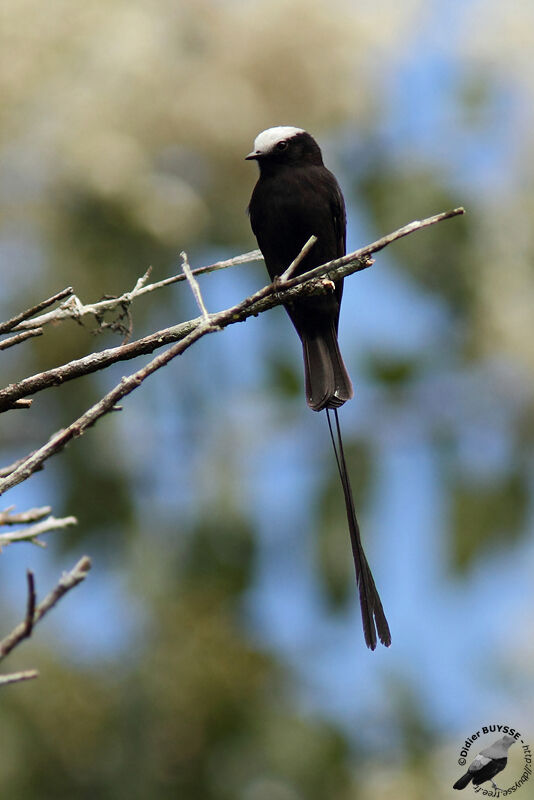 Long-tailed Tyrant male adult, identification