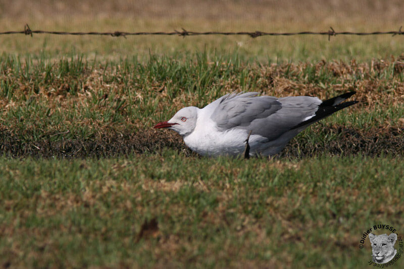 Grey-headed Gull, identification