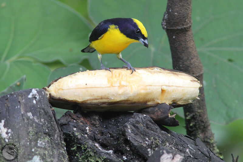 Thick-billed Euphonia male adult, identification