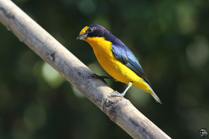 Violaceous Euphonia male adult, identification