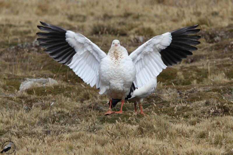 Andean Goose adult, identification, Behaviour