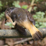 Buff-rumped Warbler