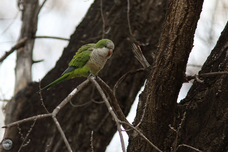 Monk Parakeet, identification