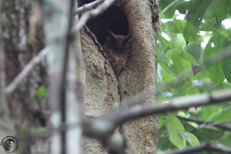 Tawny-bellied Screech OwlFirst year, identification