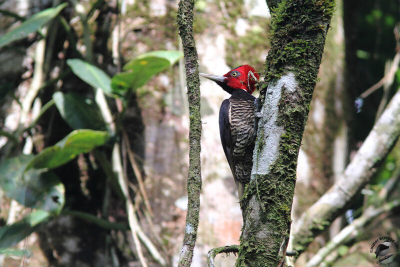 Pale-billed Woodpecker female adult, identification