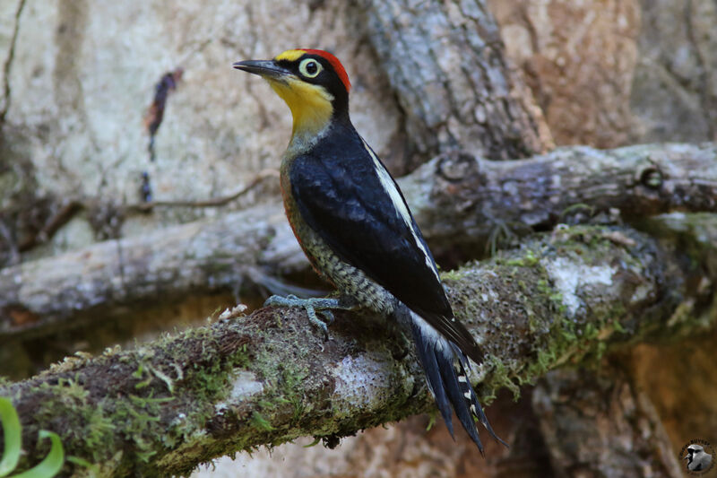 Yellow-fronted Woodpecker male adult, identification