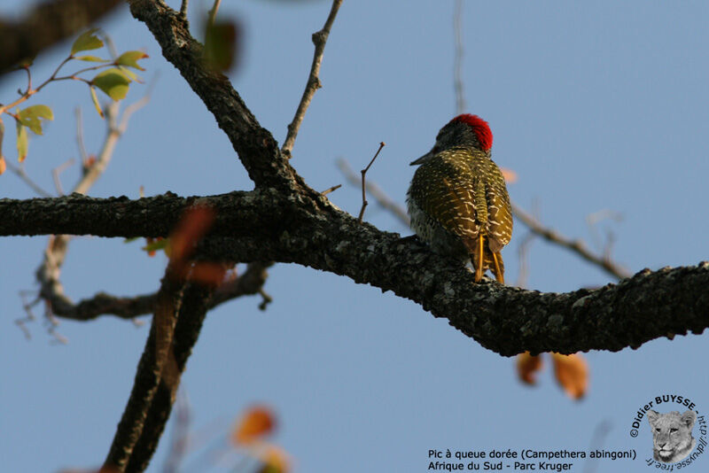 Golden-tailed Woodpecker male adult