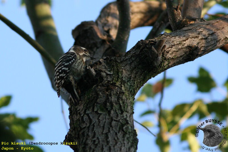 Japanese Pygmy Woodpeckeradult