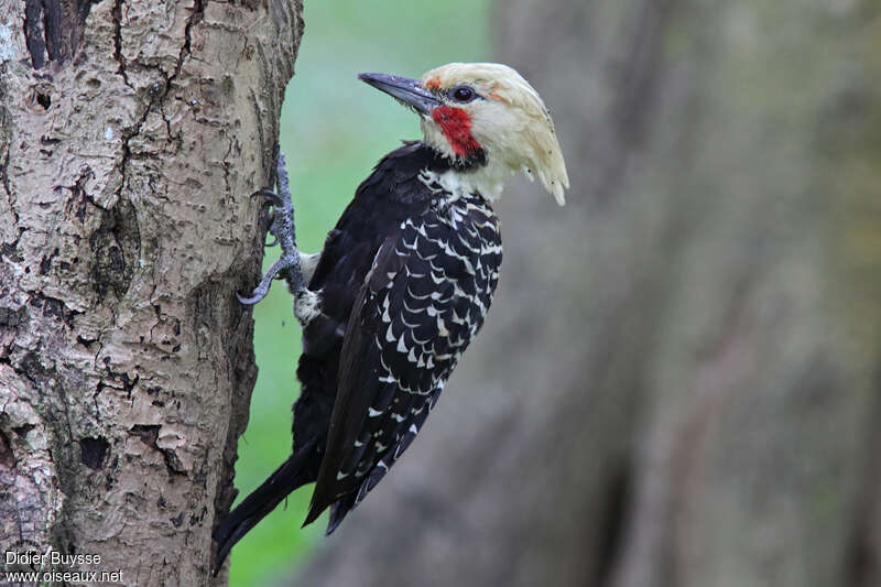 Blond-crested Woodpecker male adult, identification
