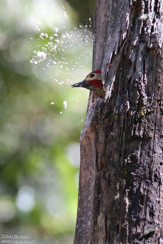 Golden-olive Woodpecker male adult, habitat, Reproduction-nesting