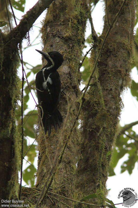 Powerful Woodpecker female adult, identification, pigmentation