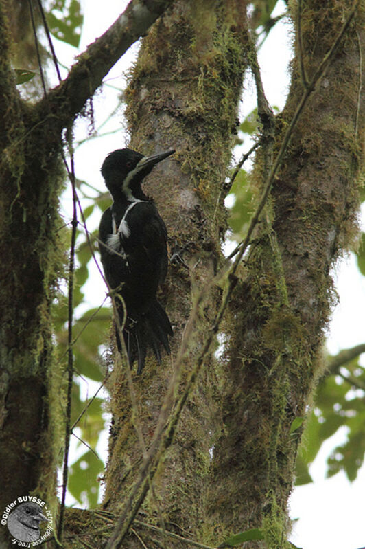 Powerful Woodpecker female adult, pigmentation