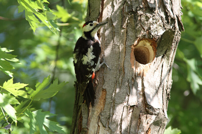 Syrian Woodpecker male adult, identification