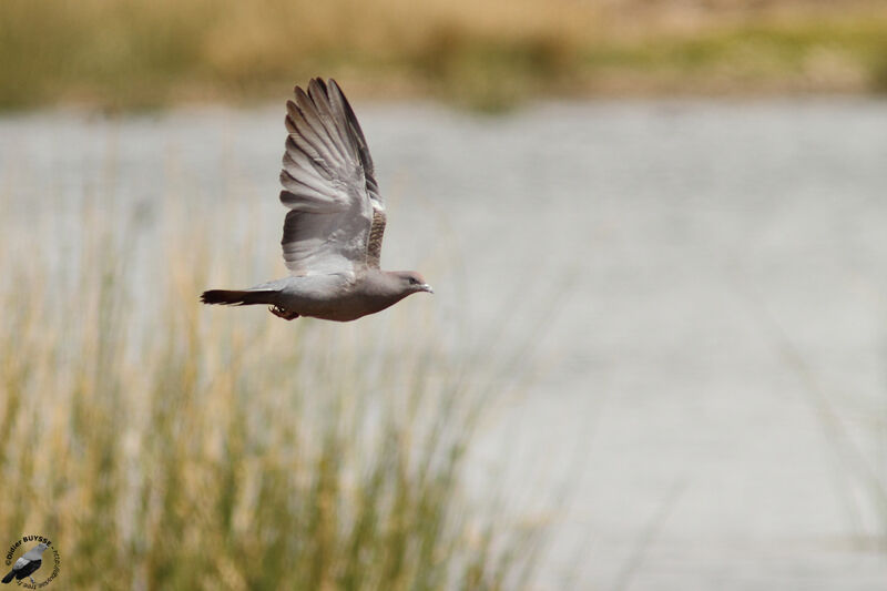 Spot-winged Pigeonadult, Flight