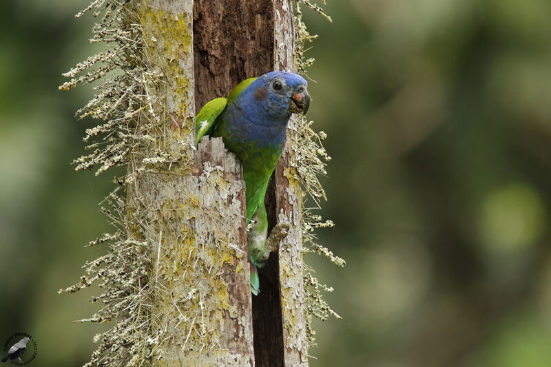 Blue-headed Parrotadult, Reproduction-nesting