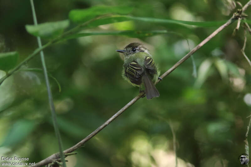 Sepia-capped Flycatcheradult, habitat, pigmentation