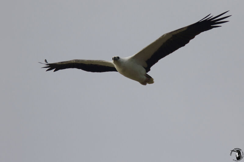 White-bellied Sea Eagleadult, Flight