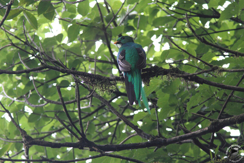 Quetzal resplendissant mâle immature, identification