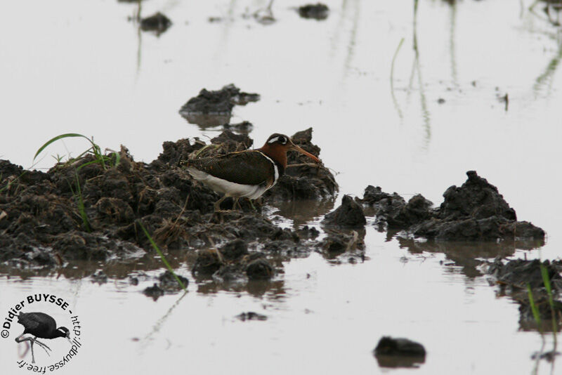 Greater Painted-snipe female adult, identification
