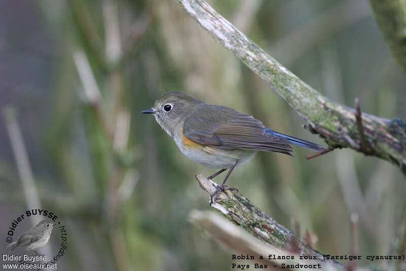 Red-flanked Bluetail male First year