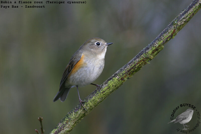 Red-flanked Bluetail male First year