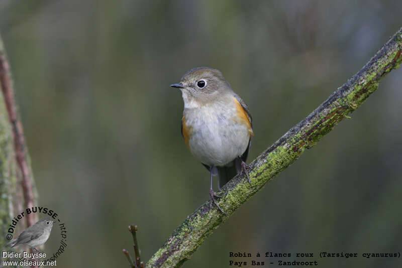 Red-flanked Bluetail male First year, close-up portrait